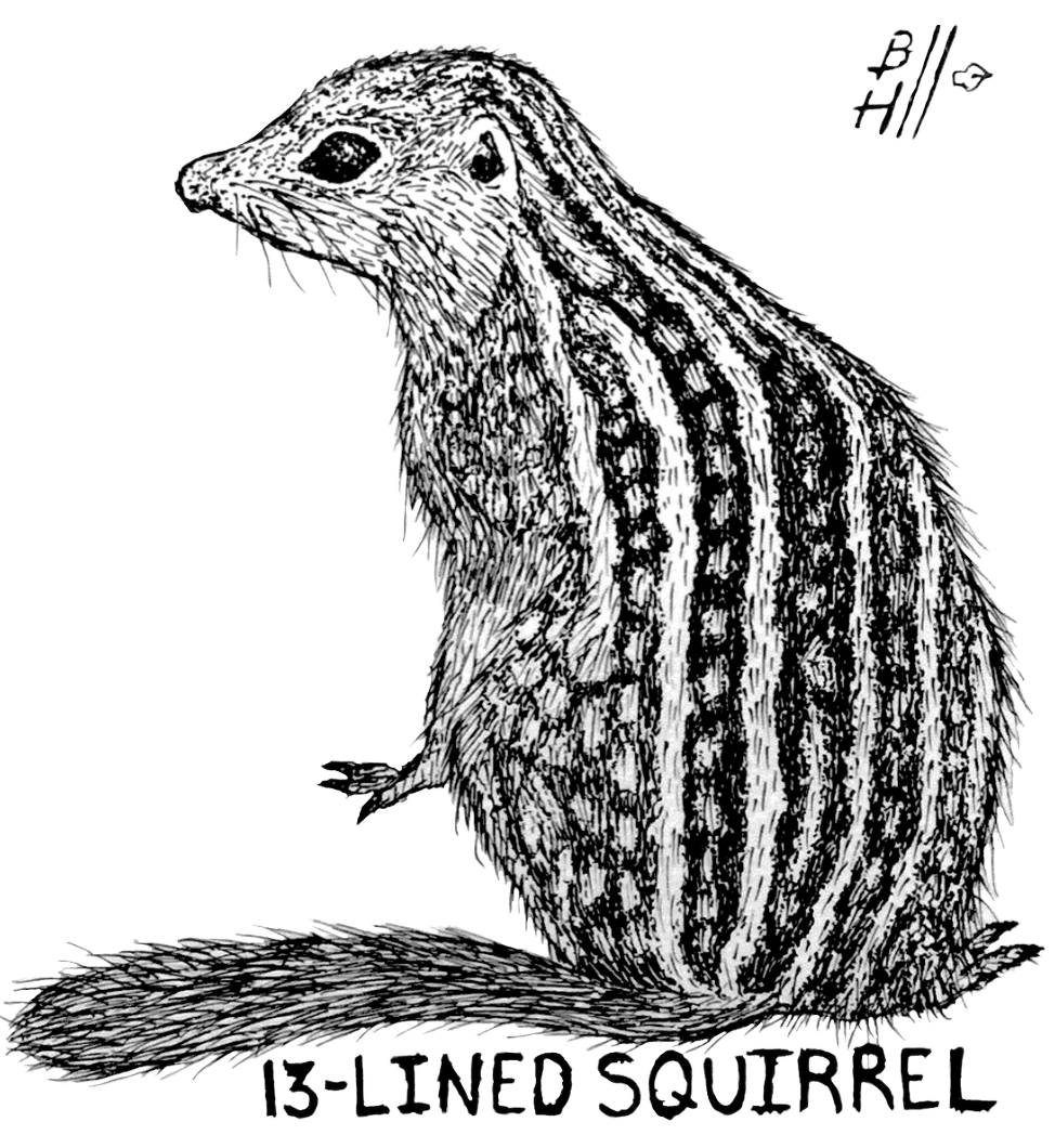 13-Lined Squirrel