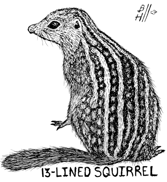13 Lined Squirrel (Print)