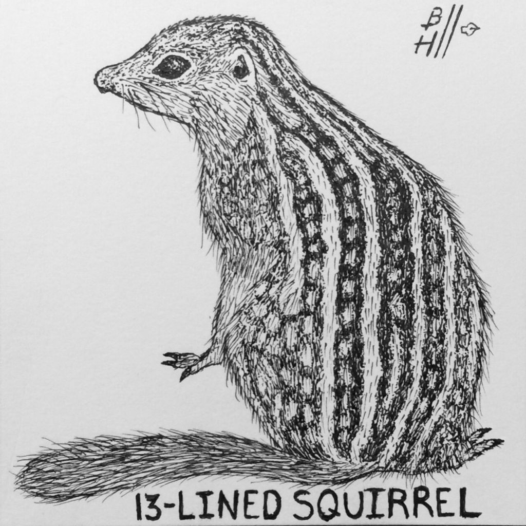 13-Lined Squirrel (Swamp Things Collection) Micron Pen on Strathmore 300 Series Artist Tiles. 4"x4"